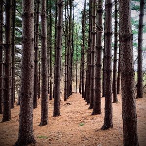 Woods photography prints